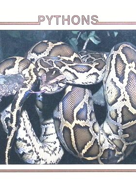 英语原版书蟒蛇绘本蛇类探索图书馆系列Pythons适合710岁儿童阅读的自然科学读物详细介绍蟒蛇的种类生活习性身体特征进化历史与