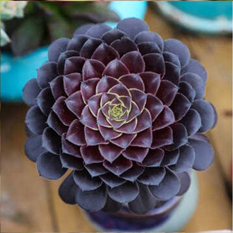 美杜莎法师老桩缀化欧佳丽缀化花卉盆栽超大多头肉肉红覆轮黑铜壶