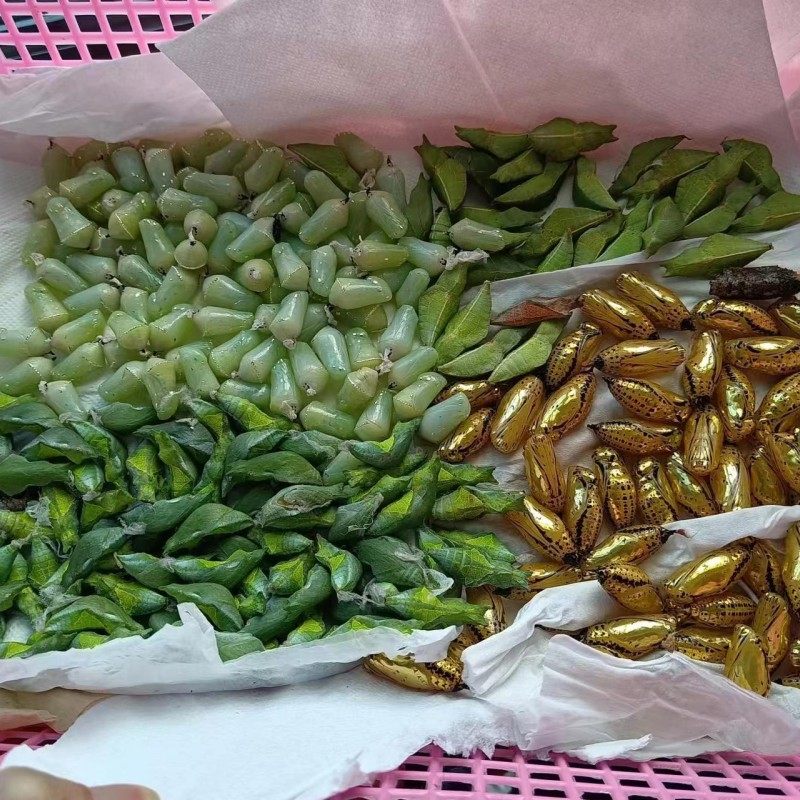 真蝴蝶蛹活体羽孵化笼无毒儿童幼儿园蚕茧小众宠物饲养观察盒