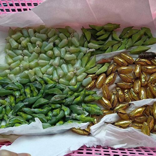 真蝴蝶蛹活体羽孵化笼无毒儿童幼儿园蚕茧小众宠物饲养观察盒