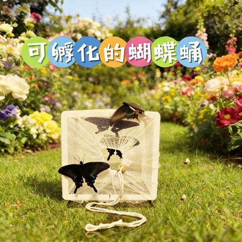 mulberrytrees真蝴蝶蛹活体宠物