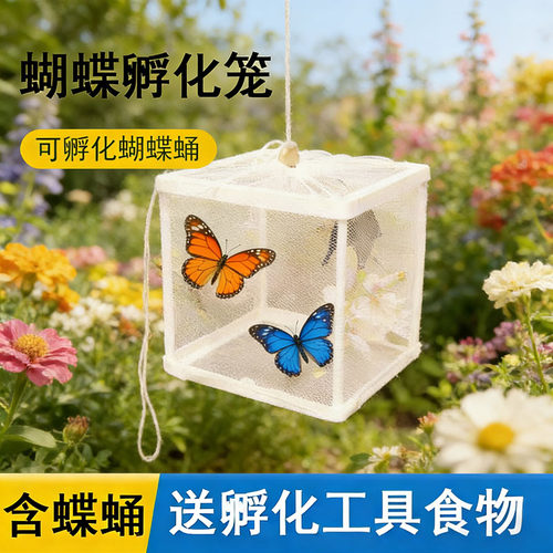 真蝴蝶蛹活体羽孵化笼饲养观察盒