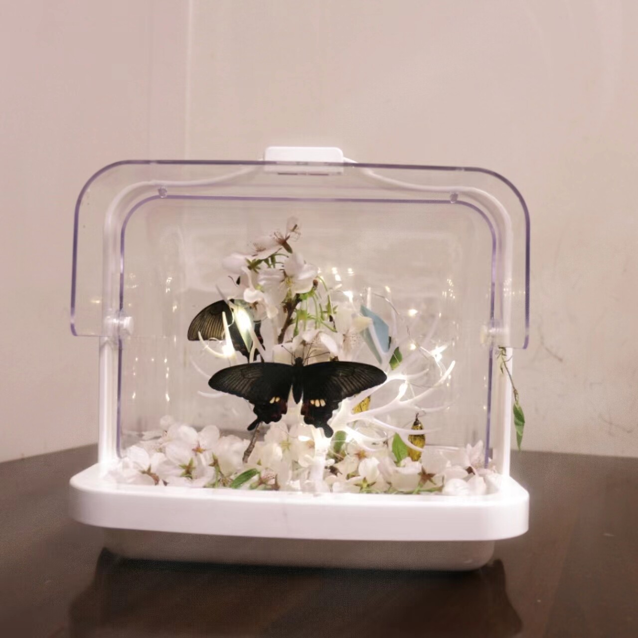 【现货速发】真蝴蝶蛹活体羽孵化特色爬宠/鸣虫