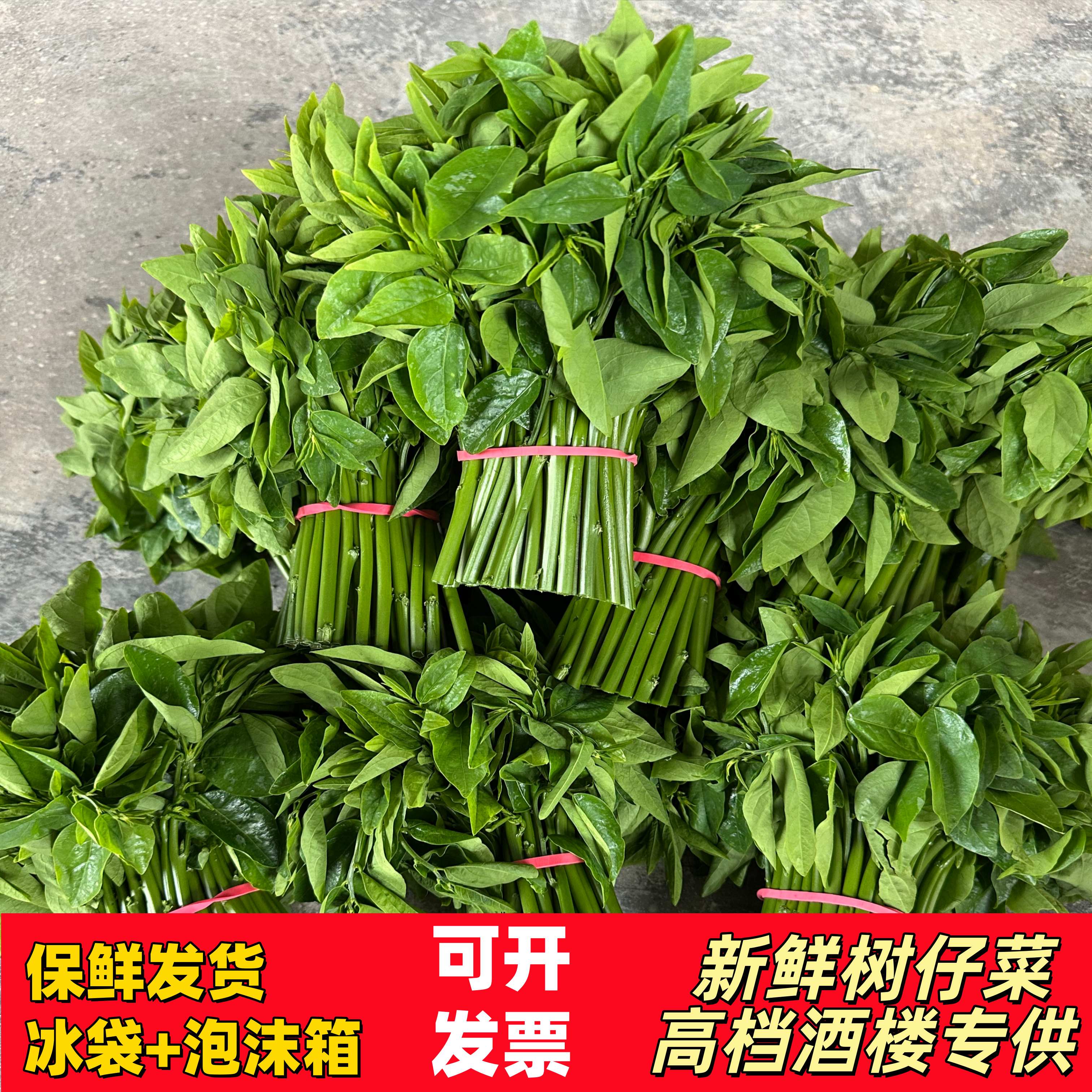 【可开票】广东新鲜树仔菜天绿香野菜脆嫩爽口高档酒店私房特色菜