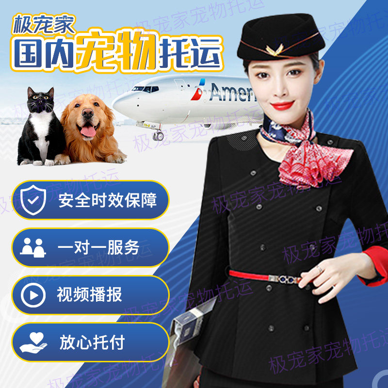 宠物托运服务全国猫咪专车运输代办狗狗快递空运邮寄国际物流寄送