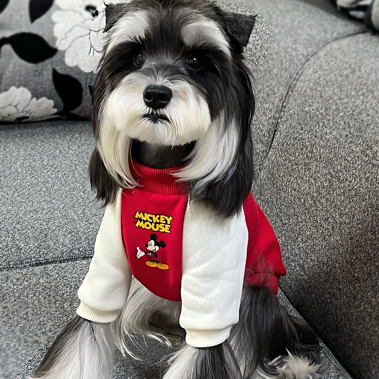 狗狗衣服冬装宠物比熊泰迪小型犬2026新款加绒边牧秋冬过年新衣