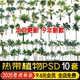 热带植物椰子树棕榈芭蕉树ps效果图海枣苏铁树乔灌木PSD免抠素材