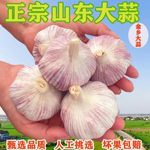 【新鲜大蒜头】山东紫白皮大蒜头干蒜头腌制腊八蒜能吃能种