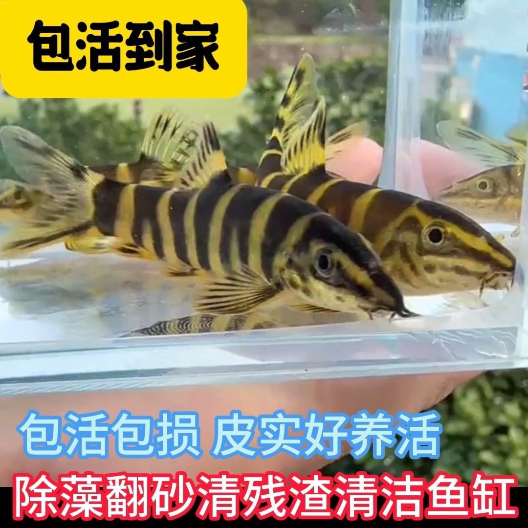壮体沙鳅中华沙鳅漓江副鱼缸