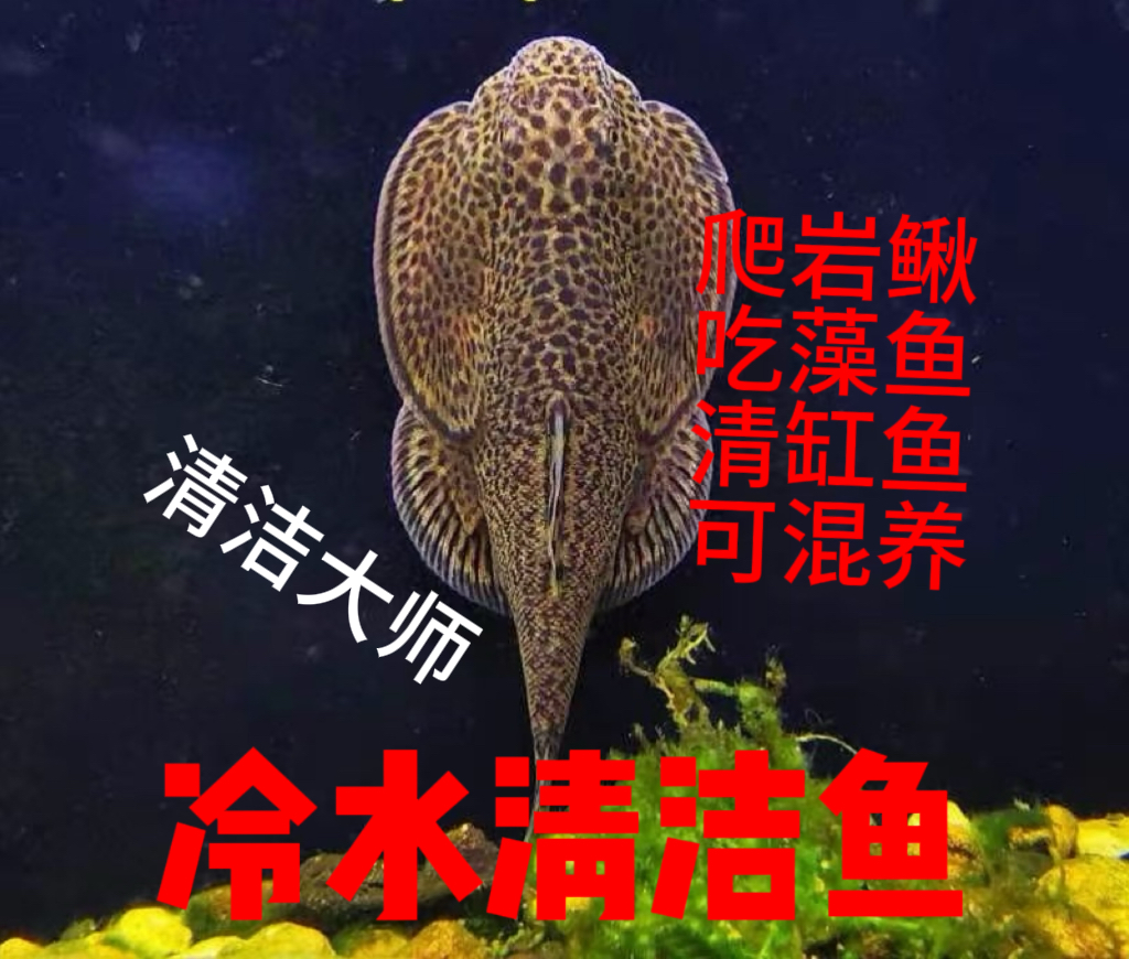 贵州爬岩鳅琵琶鱼双吸盘冷水清道夫不加温清洁工原生鱼可混养金鱼
