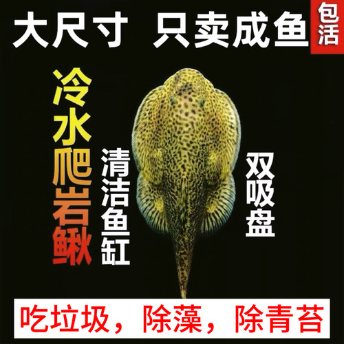 贵州爬岩鳅琵琶鱼双吸盘吸鳅鱼