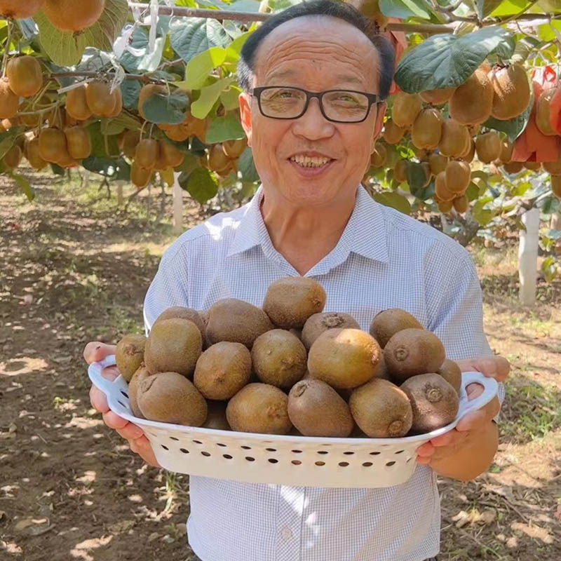 绿心猕猴桃陕西徐香当季