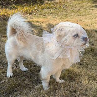 吃面罩防头套头纱网套误食狗狗防乱嘴套偷吃透气专用宠物防舔小狗