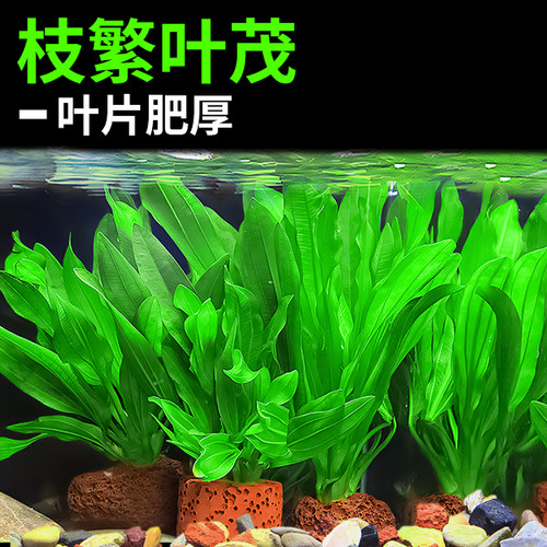 能净化鱼缸水质的水草