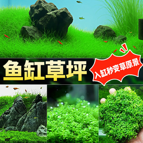 爬地矮珍珠制氧铺底懒人鱼缸水草