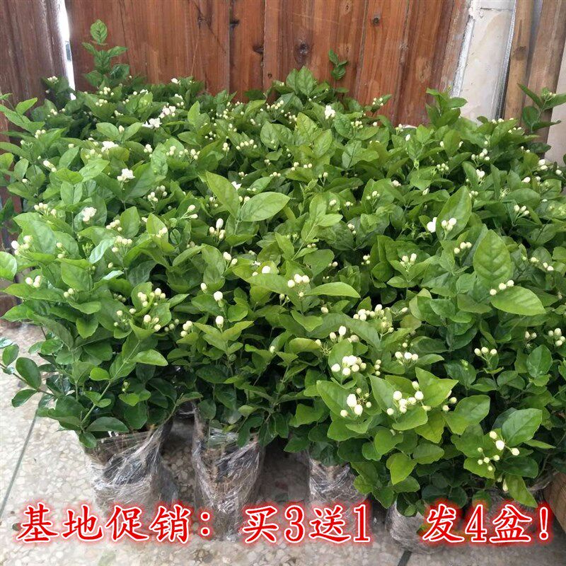 横县茉莉花苗盆栽观花卉绿植物室内阳台庭院净化t空气四季开花不 铎鑫企业店 淘优券