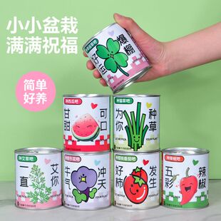 种植小盆栽学生版DIY礼物宿舍桌面罐头植物小学生幸运草向日葵