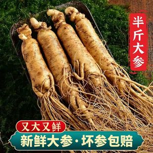 长白山带土人参煲汤泡酒专用鲜参500g一斤装现挖现卖东北人叁吉林