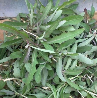 曲曲菜种子野苦菜庭院盆栽取麻菜苦葛麻曲麻菜苣菜苣荬蔬菜花种籽