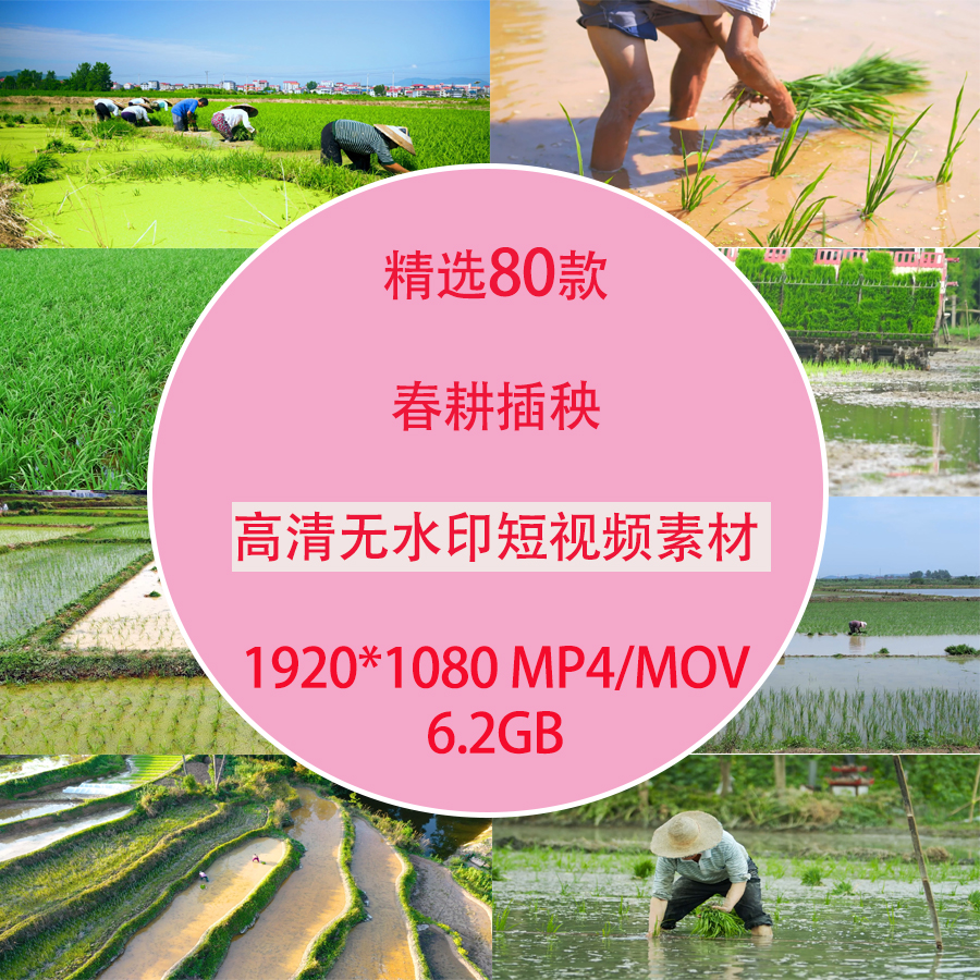 春耕插秧农忙农村农民辛勤劳作水田水稻农田插秧秧苗实拍短视频