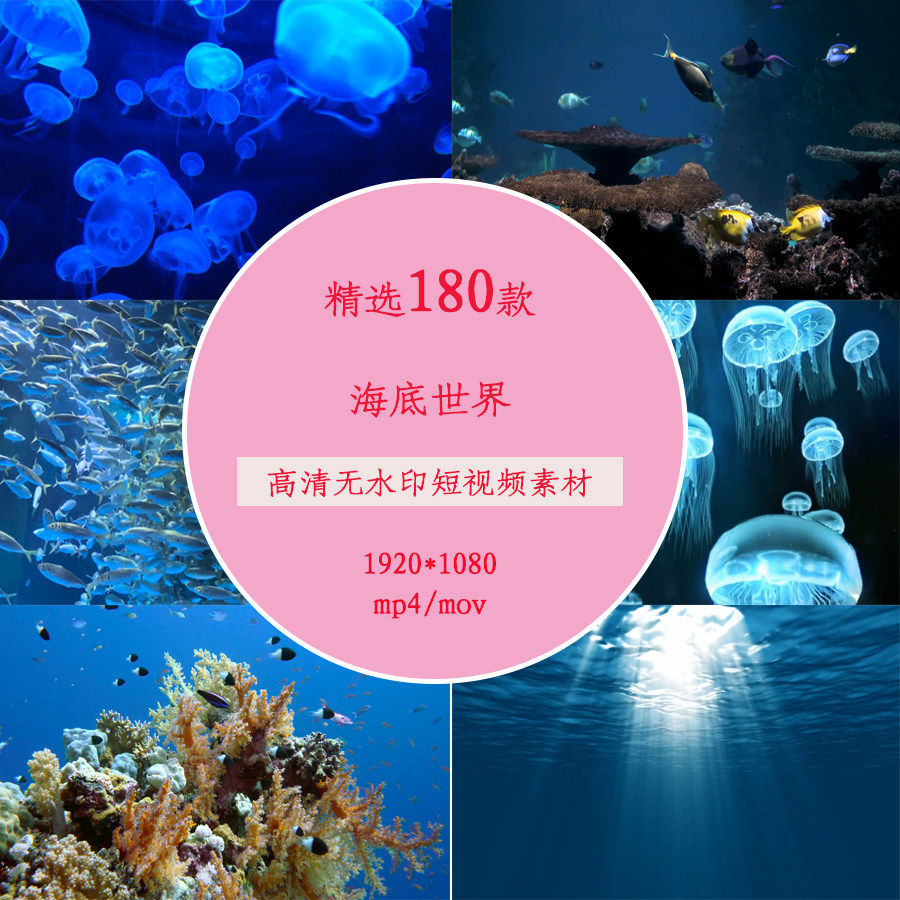 实拍海洋生物海洋鱼类海底世界海底景色水生动物水下鱼群视频素材