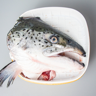 【冰鲜】挪威三文鱼头500-600g 1个 用刺身级鱼每日鲜切 香煎食材