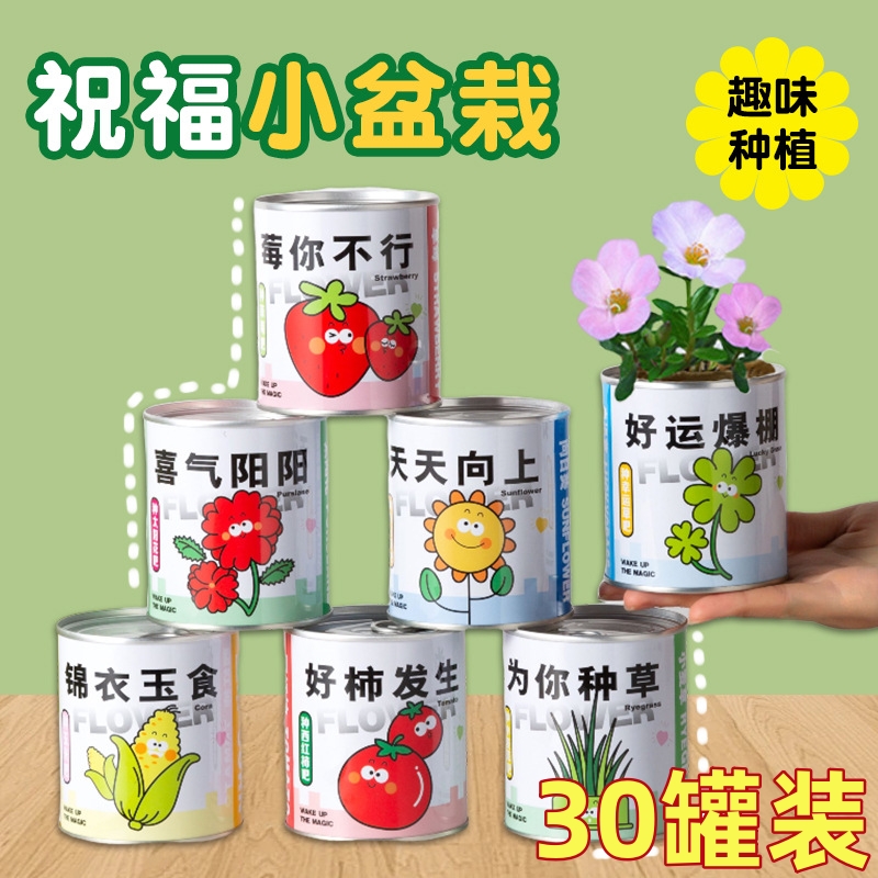 种植小盆栽桌面罐头植物小学幼儿园开学礼物送小学生盲盒批发礼品