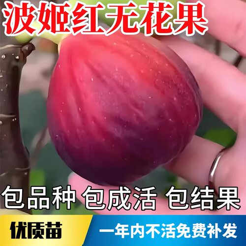 无花果树果苗特大波姬红无花果树苗红皮大波无花果苗地栽当年结果