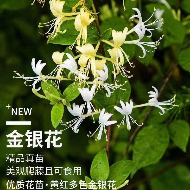 金银花树苗爬藤植物庭院黄白金银花老庄盆栽好养泡茶活食用花卉