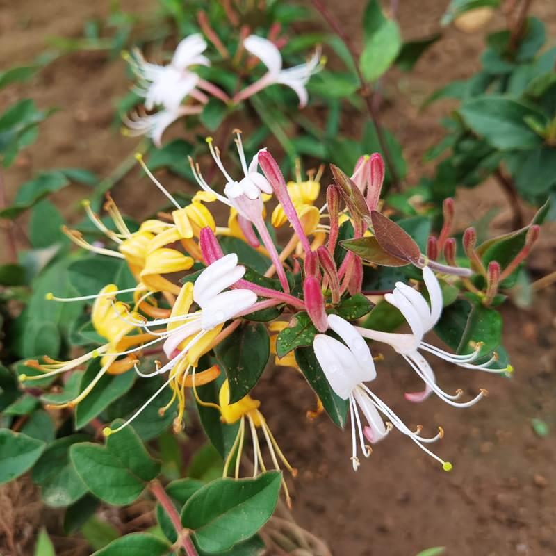 药用金银花树苗花开茂密盆栽可食用四季红色阳台庭院地栽爬藤老桩