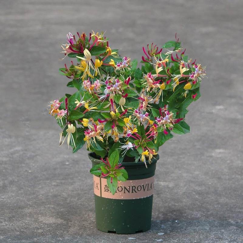 可食用红金银花树苗浓香四季开花卉盆栽阳台庭院爬藤耐寒植物老桩