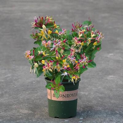 可食用红金银花树苗浓香四季开花卉盆栽阳台庭院爬藤耐寒植物老桩