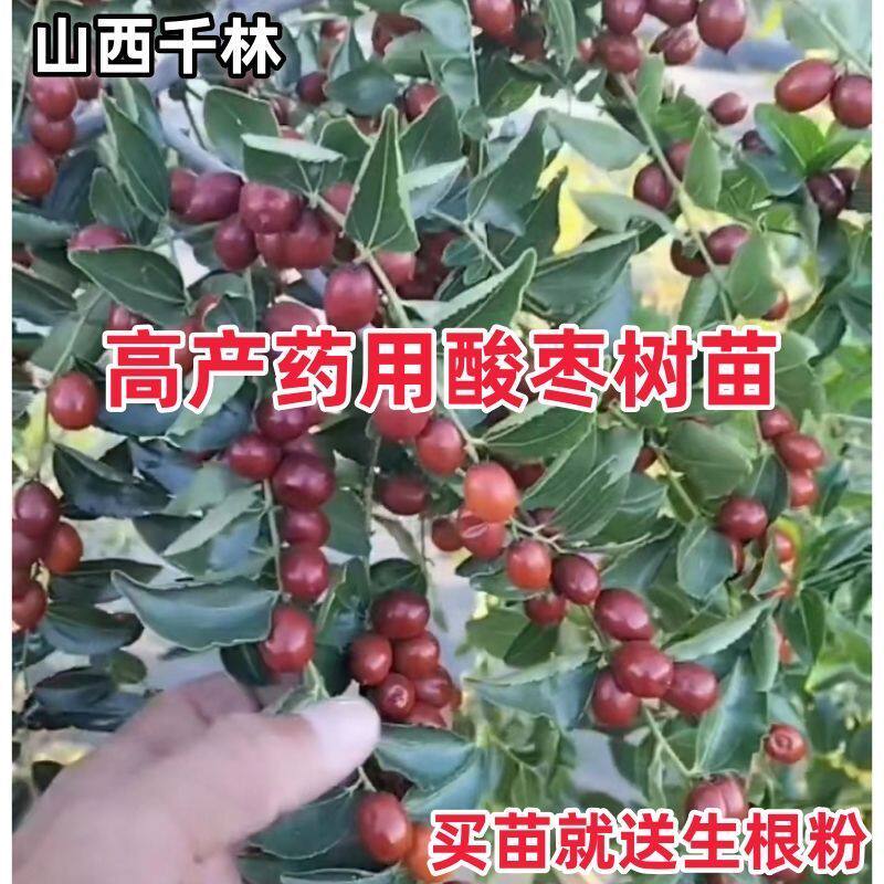 优质高产酸枣树苗晋酸3号双仁酸枣苗山枣树苗地载荒山可当年结果