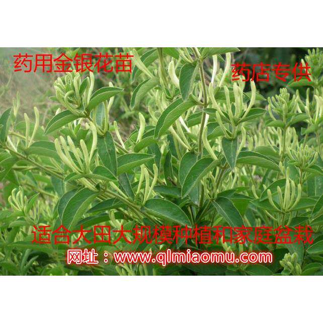 金花三号四季树形金银花树苗 常青花卉种子地种食用药用盆栽种植