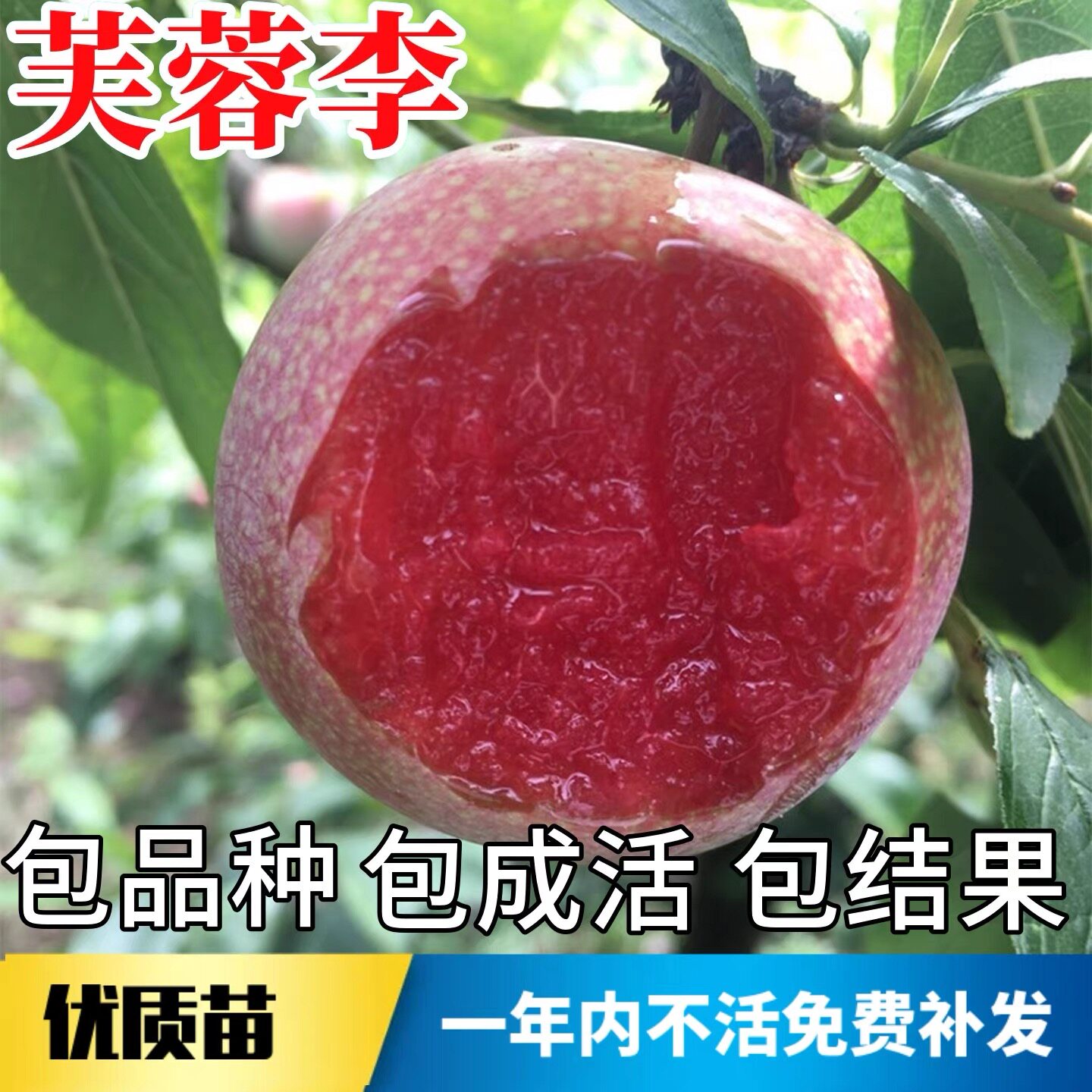 芙蓉李子树苗南北方种植耐寒特大