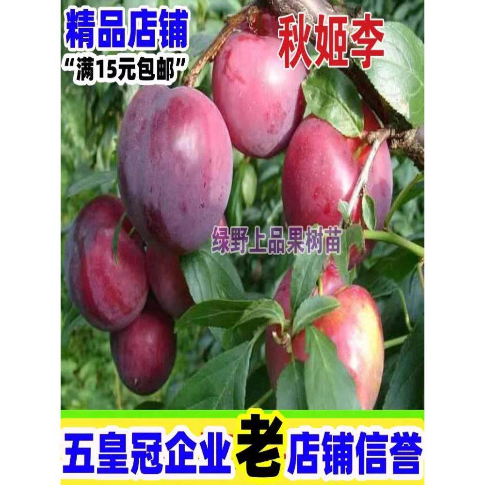 日本秋姬李子 布郎李嫁接蜜甜李子树苗南方北方种植特大当年结果