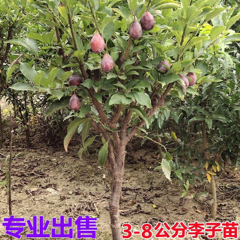蜂糖李子树苗带土当年结果盆栽地栽南北方种植特大嫁接脱骨甜脆李