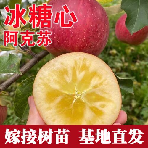 冰糖心苹果树苗嫁接阿克