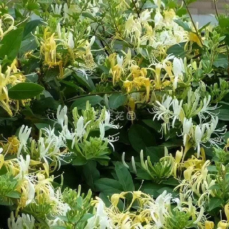 四季金银花盆栽京九红金银花爬藤可食用庭院阳台植物耐寒耐热植物