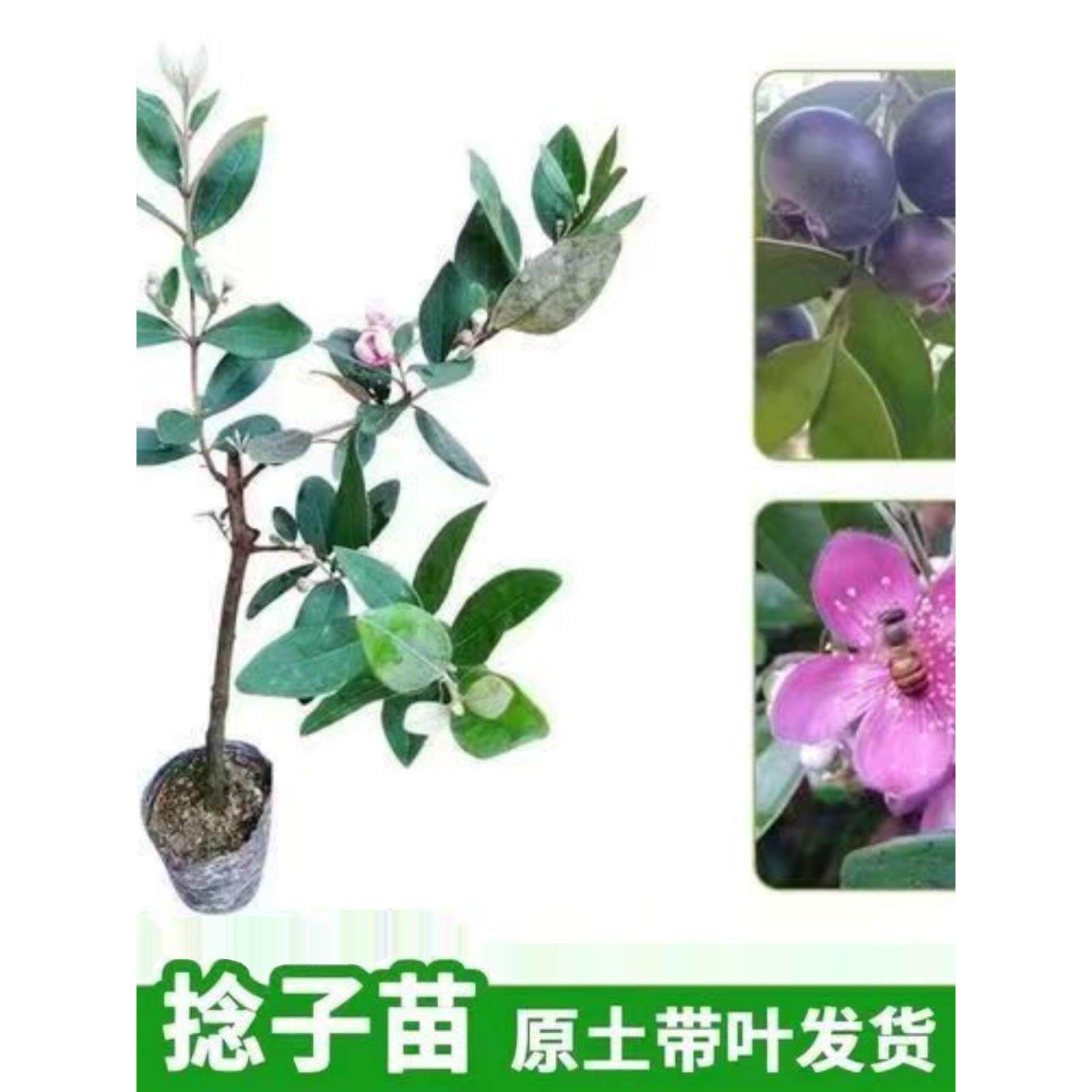 桃金娘果树苗野生老桩山捻子盆栽地栽观赏树庭院种植带土带叶包活
