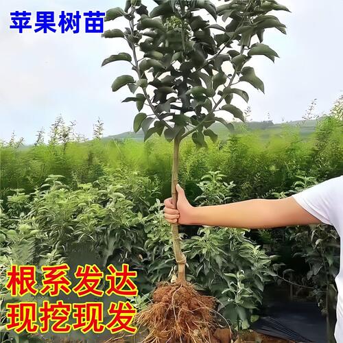 红富士苹果树果苗嫁接苗苹果苗南北方种植当年结果耐寒地栽盆裁