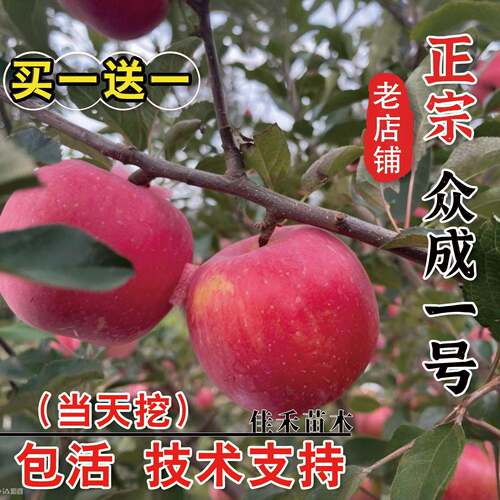嫁接众成一号苹果树苗晚