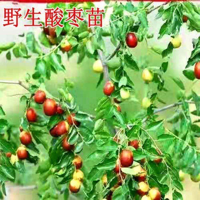 酸枣苗高产药用双仁酸枣苗盆地栽野生酸枣苗食用酸枣苗南北方种植