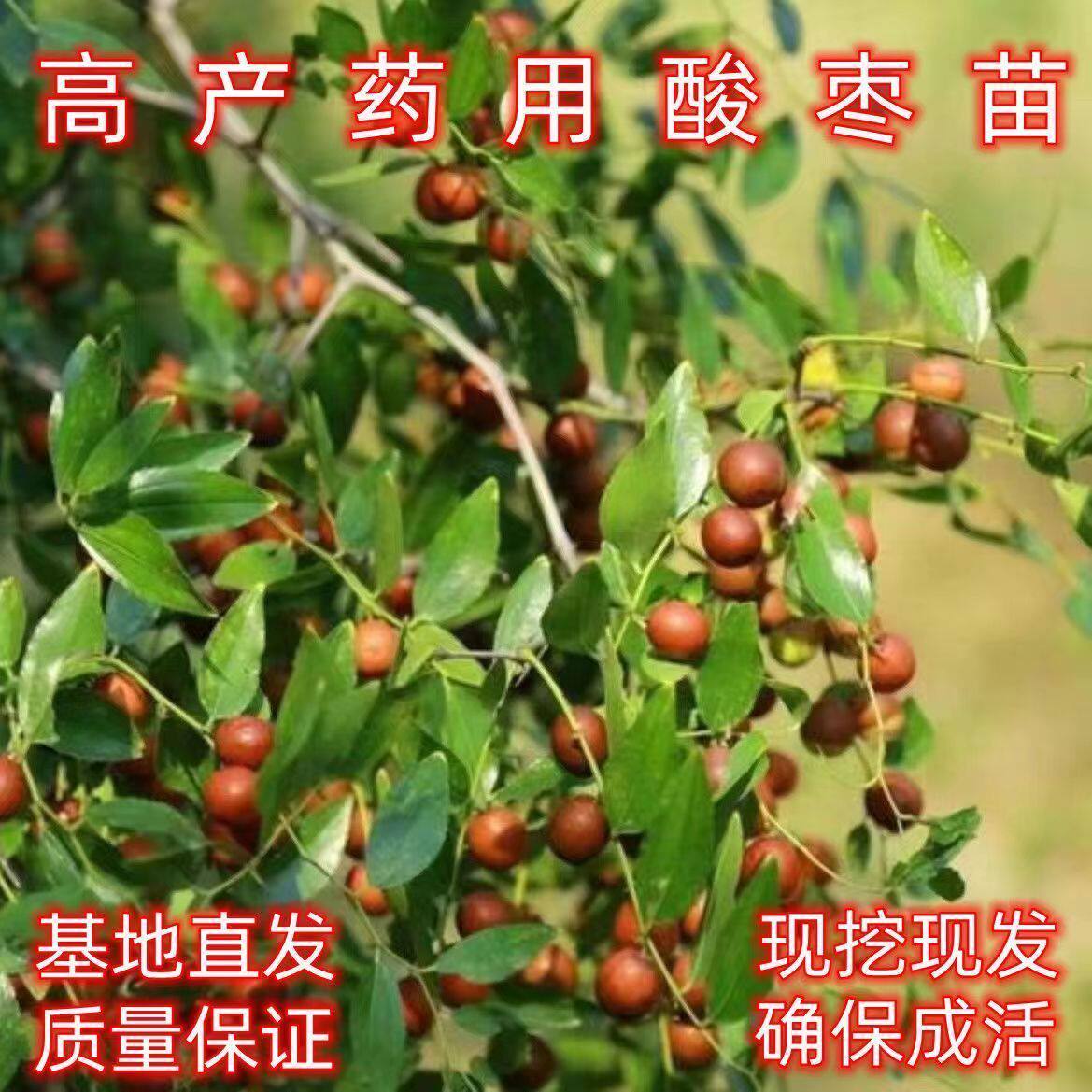 正宗晋酸3号酸枣树苗山西药用酸枣苗双仁药用酸枣苗多分支野生酸