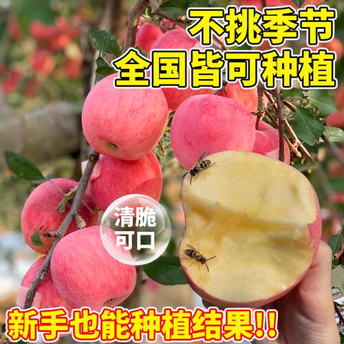 苹果树苗冰糖红富士南北