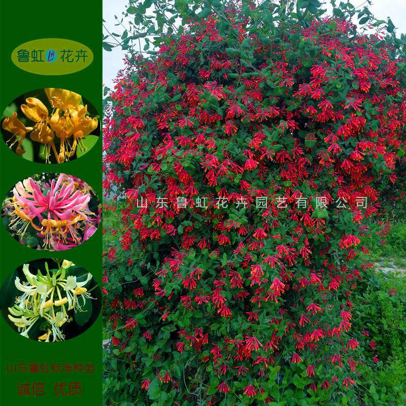金银花各色品种苗 红忍冬 五彩薄荷脆 直立蓝忍冬等【鲁虹花卉】