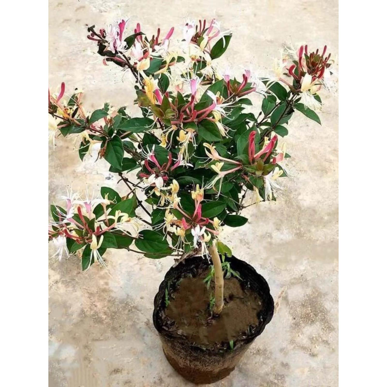 四季金银花树苗盆栽地栽当年开花室内食用药忍冬红色耐寒花卉南北