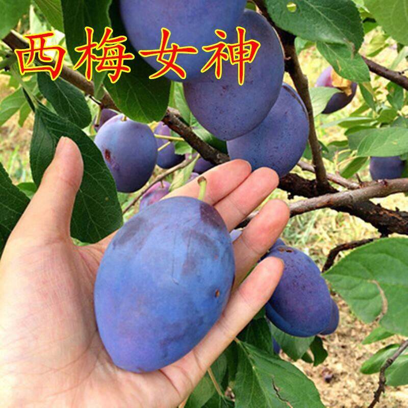 李子树苗大果超甜西梅苗南方北方种植盆栽地栽嫁接果树果苗