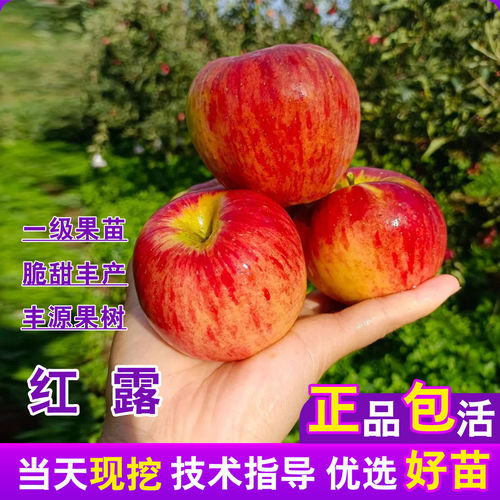嫁接早熟冰糖心苹果树苗