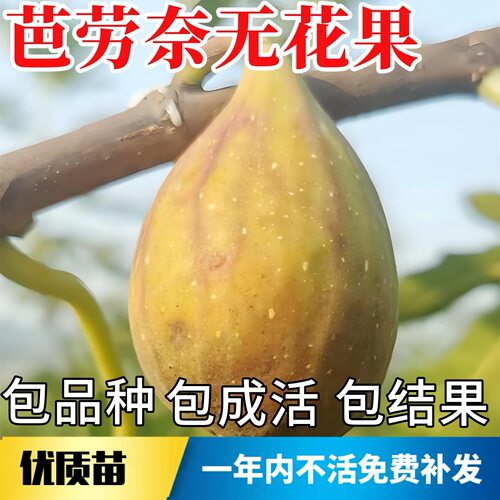 无花果树果苗特大芭劳奈无花果树苗耐寒大金无花果苗盆栽地栽种植